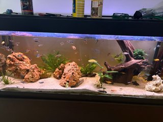 Acuario 450L completo