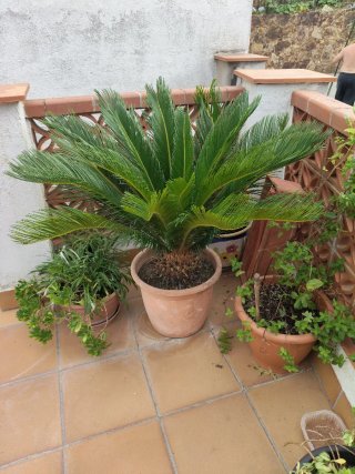 Cica en maceta