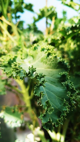 Semillas de Kale Ecológicas