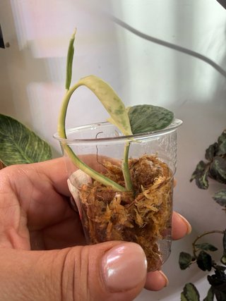 Scindapsus Salamount