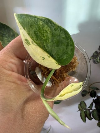 Scindapsus Salamount