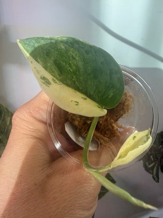 Scindapsus Salamount