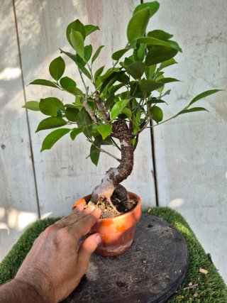 Ficus Retusa en Maceta de Terracota