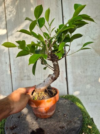 Ficus Retusa en Maceta de Terracota
