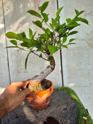 Ficus Retusa en Maceta de Terracota