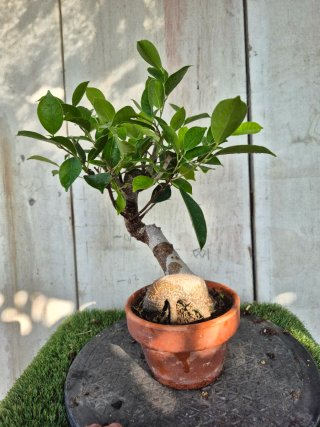 Ficus Retusa en Maceta de Terracota