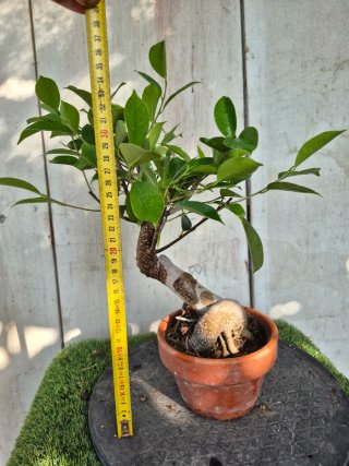 Ficus Retusa en Maceta de Terracota