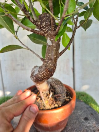 Ficus Retusa en Maceta de Terracota