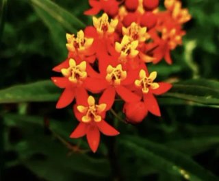 Semillas de Asclepias