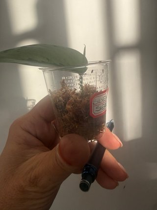 Scindapsus Silver Sierra