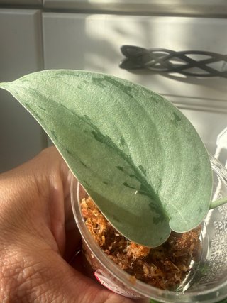 Scindapsus Silver Sierra