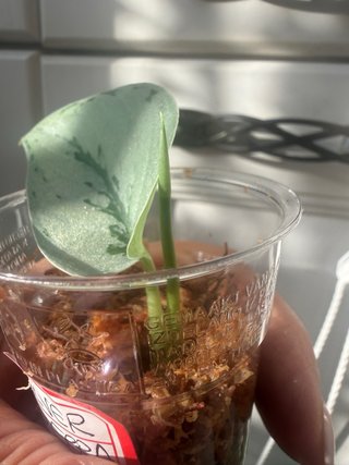 Scindapsus Silver Sierra