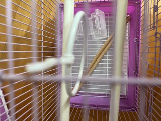 2 Jaulas para pájaros moradas y blancas