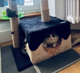 Rascador Alto para Gatos
