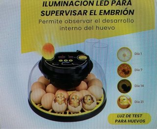 Incubadora NovaEgg con pollitos