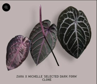 Anthurium Z x M df x bess black pillow