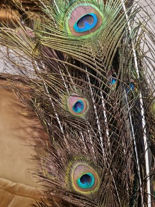 Plumas de Pavo Real Decorativas, se vende por unid