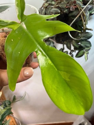 Philodendron Florida Beauty Variegato