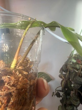 Philodendron Florida Beauty Variegato