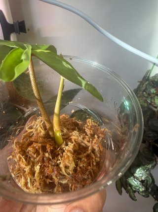 Philodendron Florida Beauty Variegato