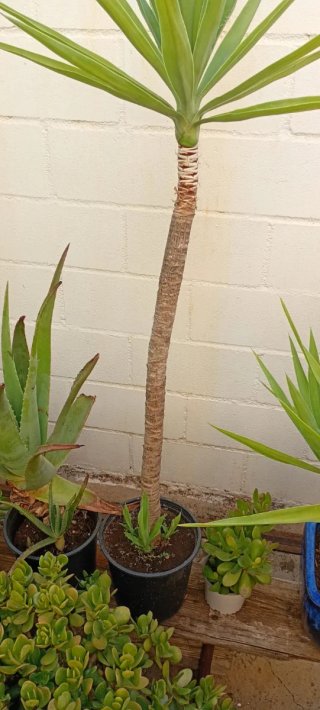 Planta de Yuca
