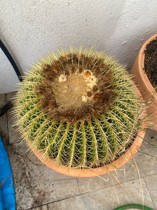 Cactus esférico grande