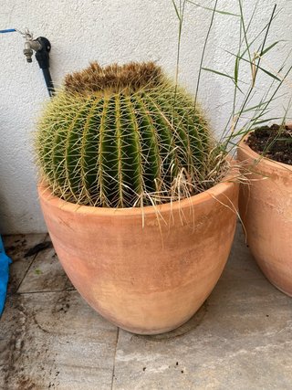 Cactus esférico grande