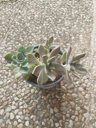 Planta Suculenta en Maceta