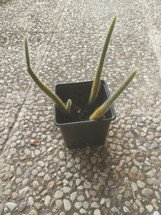 Cactus Colita de Mono colgante