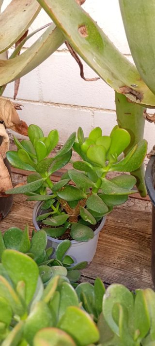 Planta Suculenta Jade Diferente tamaño.