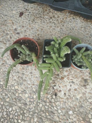 Cactus cacahuete