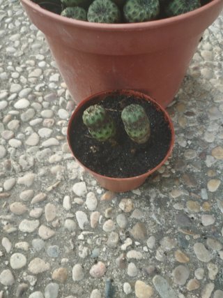 Cactus en maceta