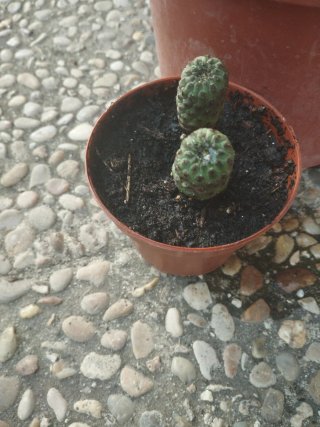 Cactus en maceta
