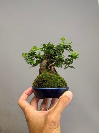 Bonsái Pyracantha Angustifolia