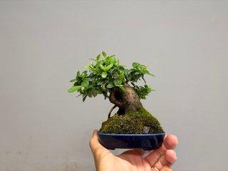 Bonsái Pyracantha Angustifolia