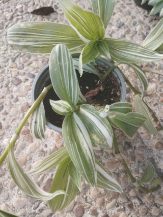 Planta Trandescantia variegada