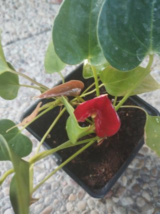 Planta Anturio Roja