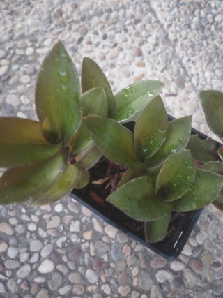 Tradescantia