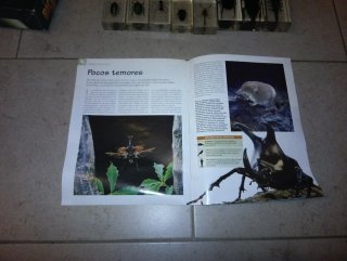Insectos en resina de National geographic