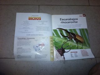 Insectos en resina de National geographic