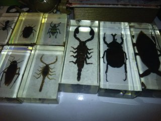 Insectos en resina de National geographic