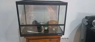 Terrario para gecko con accesorios