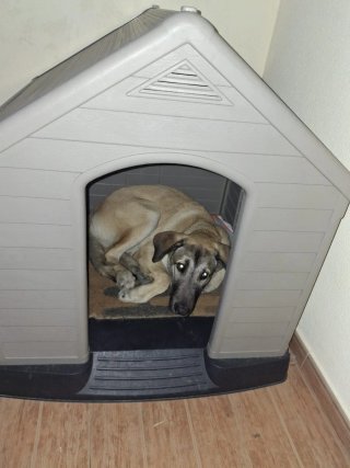 Caseta Perro Grande Plástico Gris/Negro