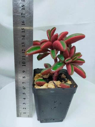Peperomia Graveolens Planta Suculenta Rara