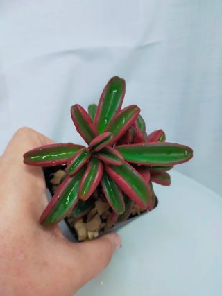 Peperomia Graveolens Planta Suculenta Rara