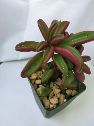 Peperomia Graveolens Planta Suculenta Rara