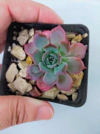 Echeveria Laulensis Suculenta Enraizada