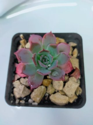 Echeveria Laulensis Suculenta Enraizada