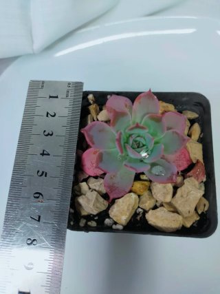 Echeveria Laulensis Suculenta Enraizada