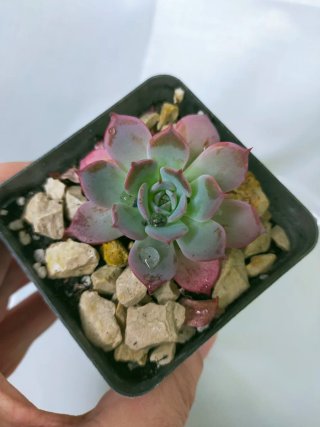 Echeveria Laulensis Suculenta Enraizada